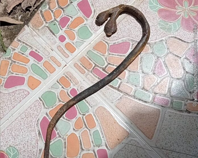 Chủ nhà phát hiện con rắn hai đầu kỳ dị trong tủ đồ, dân làng kéo đến xem Ảnh 1