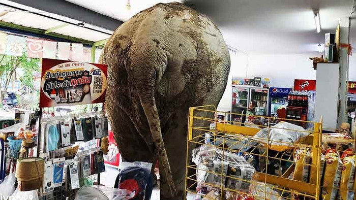 Con voi khổng lồ xông vào tạp hóa khiến người dân náo loạn Ảnh 2