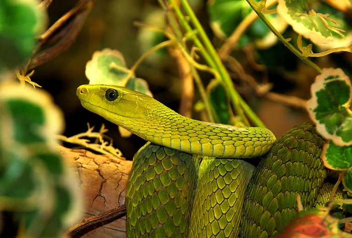 Tử vi hôm nay 3/6: 3 con giáp lên 'như diều gặp gió' Ảnh 3