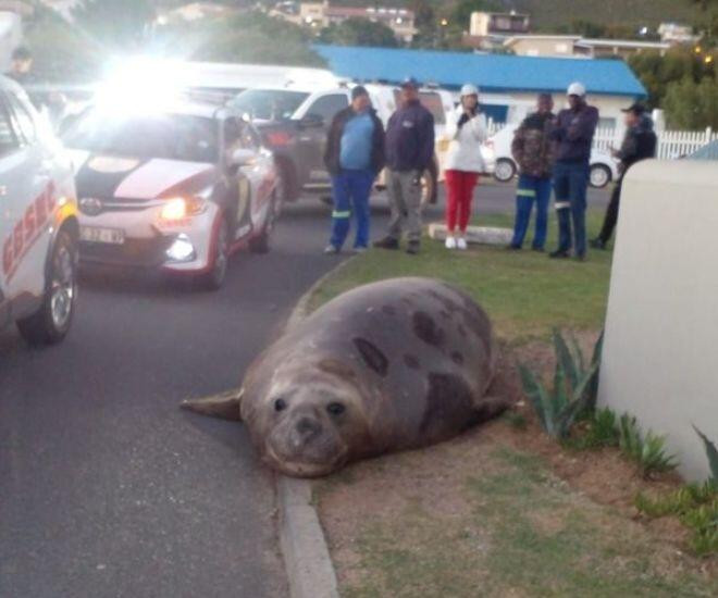 Ảnh: Tổ chức Phúc lợi Động vật SPCA Cape of Good Hope.