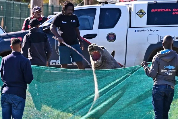 Ảnh: Tổ chức Phúc lợi Động vật SPCA Cape of Good Hope.