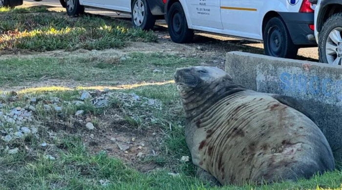 Ảnh: Tổ chức Phúc lợi Động vật SPCA Cape of Good Hope.