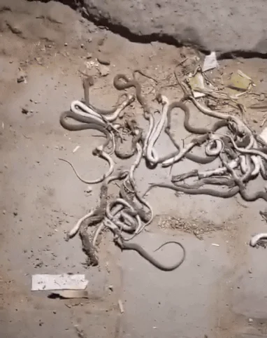 Tiêu diệt 52 con rắn xâm nhập nhà một người nông dân, cả làng gặp rắc rối sau đó Ảnh 1