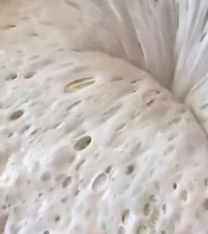 Lạ lùng loài 'thú cưng' mới được giới trẻ thi nhau nuôi, lúc chán dùng luôn để nấu ăn Ảnh 2