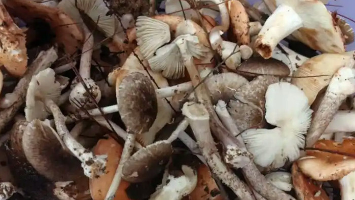 Ảnh: Tin tức Bắc Kinh.