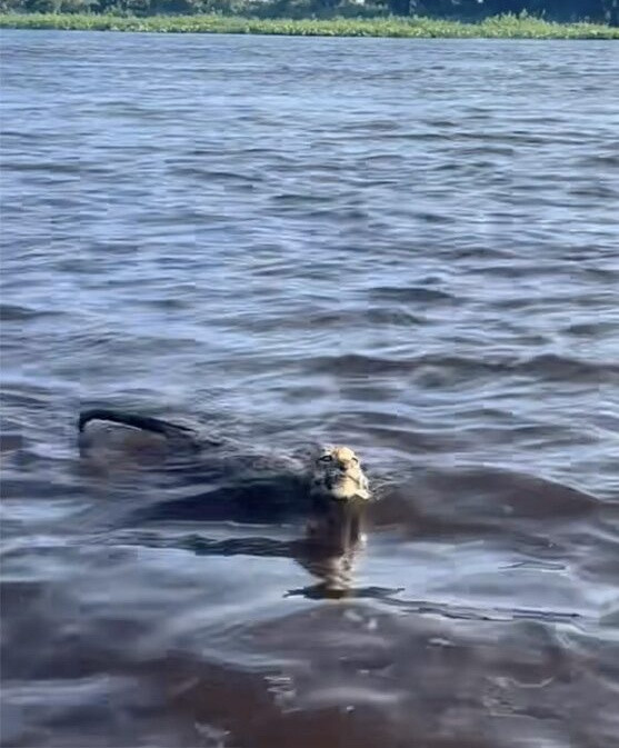 Người đàn ông câu được con báo trên sông Ảnh 1