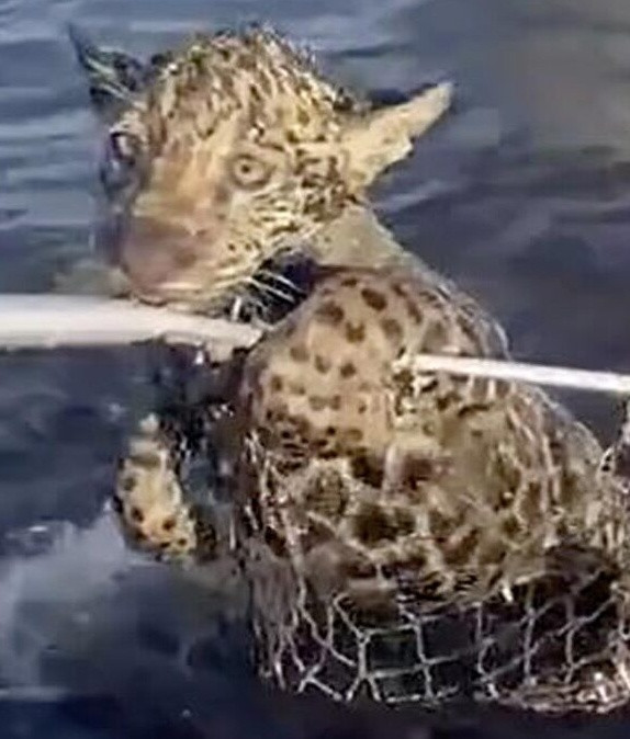 Người đàn ông câu được con báo trên sông Ảnh 2