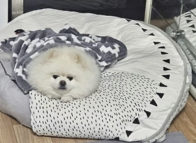 Chó cưng cứu cả gia đình thoát khỏi vụ cháy lúc rạng sáng Ảnh 1