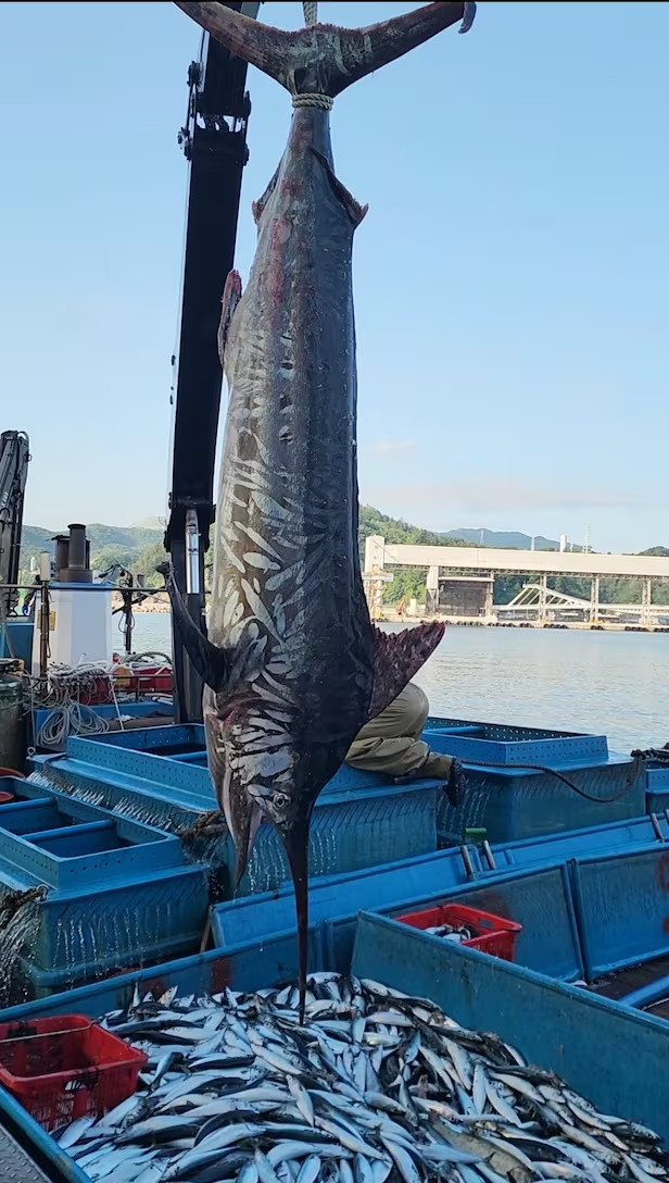 Phát hiện con cá hiếm dài 3 mét, nặng 226 kg khiến ngư dân xôn xao Ảnh 1