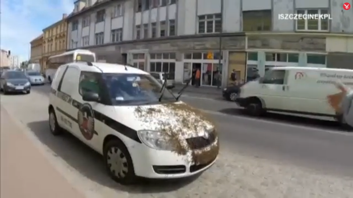 Bị đàn ong tấn công trên đường, 3 người nguy kịch Ảnh 1