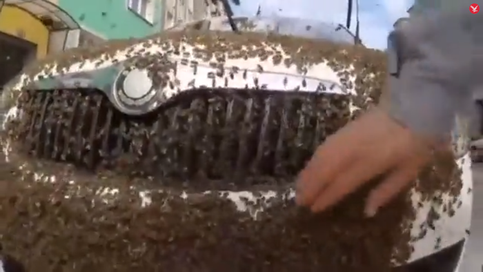 Bị đàn ong tấn công trên đường, 3 người nguy kịch Ảnh 2