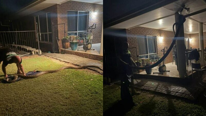 Con 'quái vật' dài hơn 5 mét, nặng gần 27 ký đột nhập vào nhà khiến gia đình khiếp sợ Ảnh 1