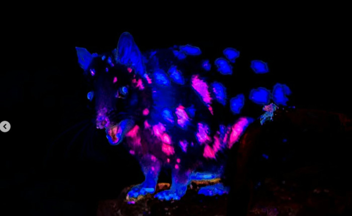 Ảnh: IG @benjaminalldridge.