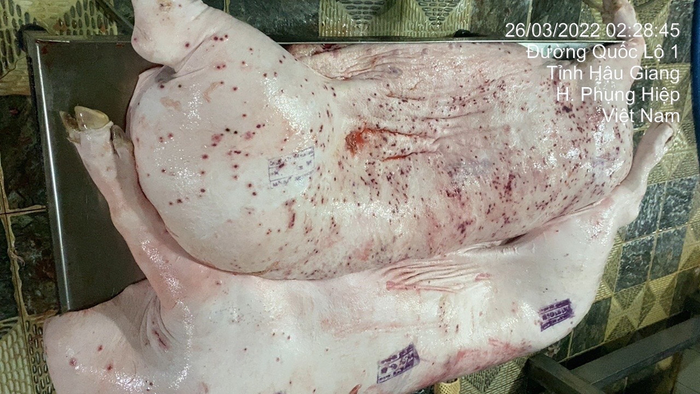 Hình ảnh heo có dấu hiệu bệnh được chụp tại lò mổ ở Hậu Giang (Ảnh từ Facebook 'Jonny Lieu').