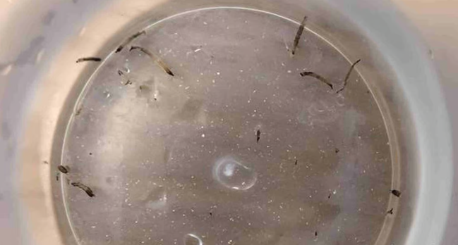 Các loại côn trùng có xu hướng tụ tập ở những nơi ẩm ướt như nhà vệ sinh và nhà bếp. Ảnh: 163.com