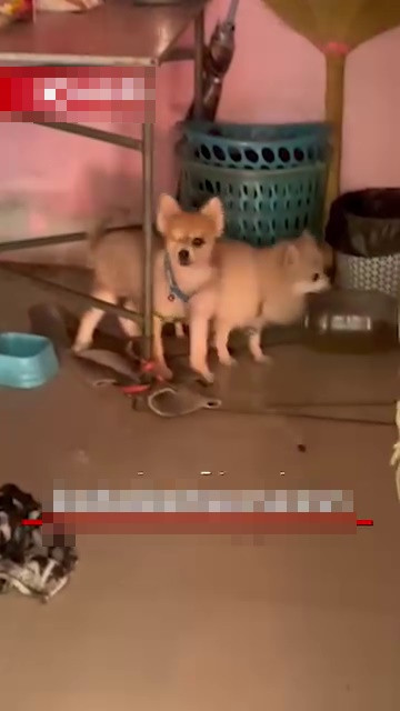 Chủ qua đời, hai con chó ở lại canh chừng thi thể suốt 4 ngày Ảnh 1