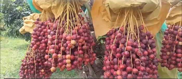 Cây chà là tám đầu gây xôn xao, người dân kéo nhau đến xem hiện tượng kỳ lạ Ảnh 1