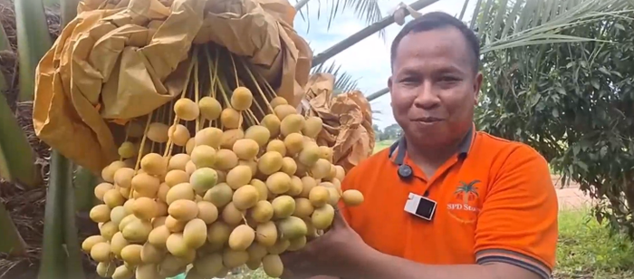 Cây chà là tám đầu gây xôn xao, người dân kéo nhau đến xem hiện tượng kỳ lạ Ảnh 4