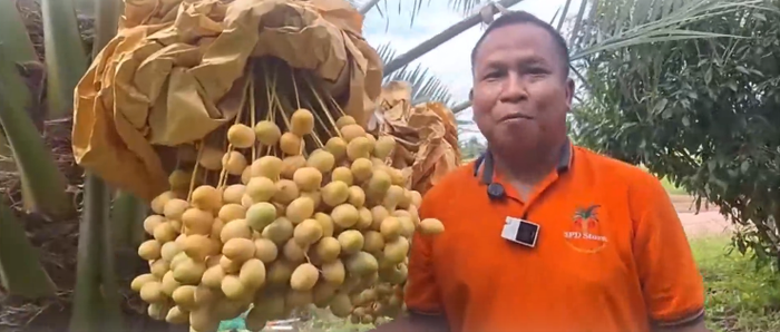 Cây chà là tám đầu gây xôn xao, người dân kéo nhau đến xem hiện tượng kỳ lạ Ảnh 3