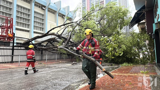 Bão Wipha càn quét một thành phố: 711 cây đổ, 5 giàn giáo sập và 7 điểm ngập lụt Ảnh 4