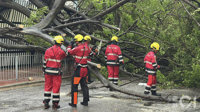 Bão Wipha càn quét một thành phố: 711 cây đổ, 5 giàn giáo sập và 7 điểm ngập lụt Ảnh 1
