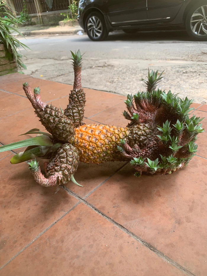 Quả dứa có hình dáng như em bé khiến mạng xã hội xôn xao.