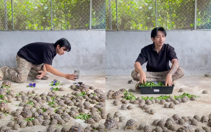 Chàng trai nuôi hàng trăm con rùa siêu đáng yêu. Ảnh Douyin.
