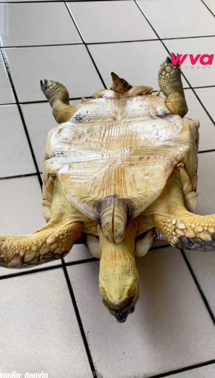 Chú rùa ngày càng lớn dần. Ảnh Douyin.