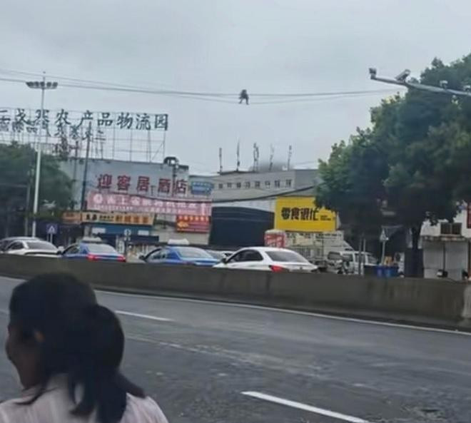 Phát hiện con vật đi thăng bằng trên dây điện như diễn xiếc, dân mạng xôn xao Ảnh 1