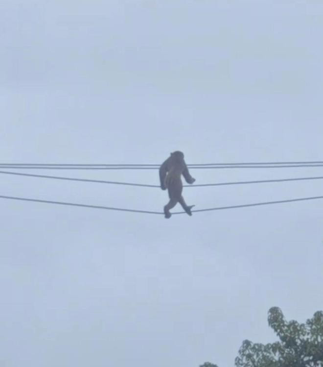Phát hiện con vật đi thăng bằng trên dây điện như diễn xiếc, dân mạng xôn xao Ảnh 2