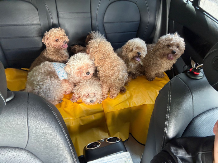 Nuôi 82 con chó poodle mà không có giấy phép, người phụ nữ 50 tuổi gặp rắc rối lớn Ảnh 1