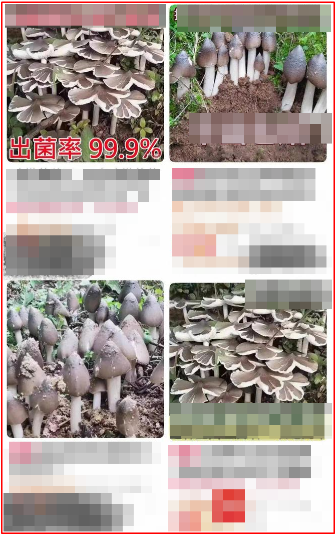 Có rất nhiều cửa hàng bán loại hạt giống này (Ảnh: 163). 