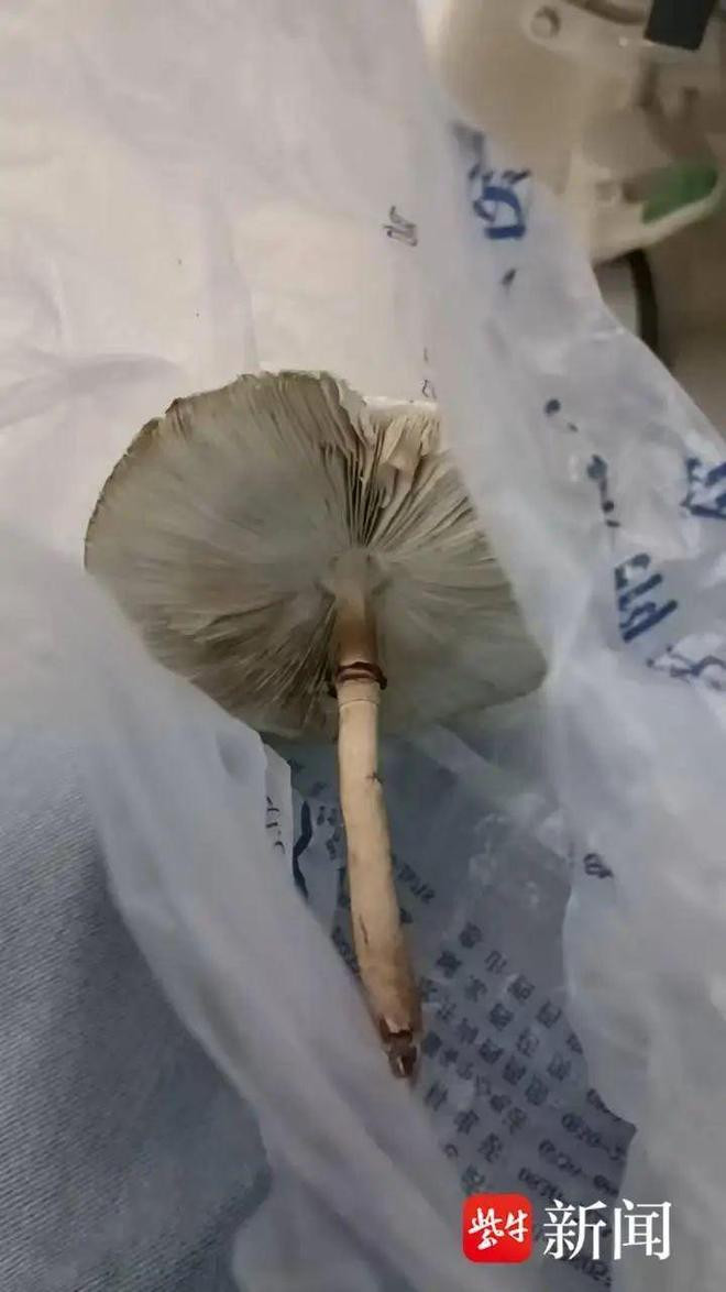 Hai vợ chồng suýt mất mạng sau khi ăn nấm tự trồng từ hạt giống mua trên mạng Ảnh 1