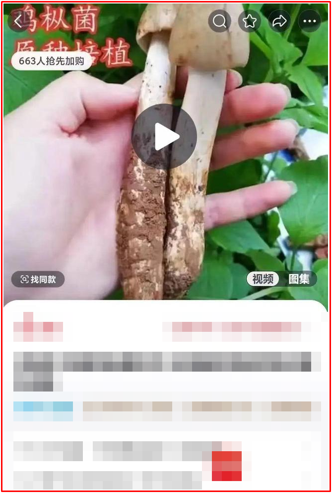 Trang mua hàng giới thiệu nó là hạt giống Alternaria (Ảnh: 163). 