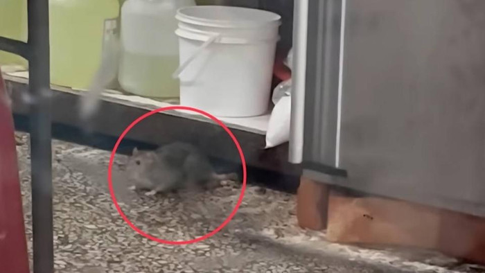 Rợn người khoảnh khắc con chuột chạy khắp sàn nhà hàng, giật đồ ăn của thực khách Ảnh 1
