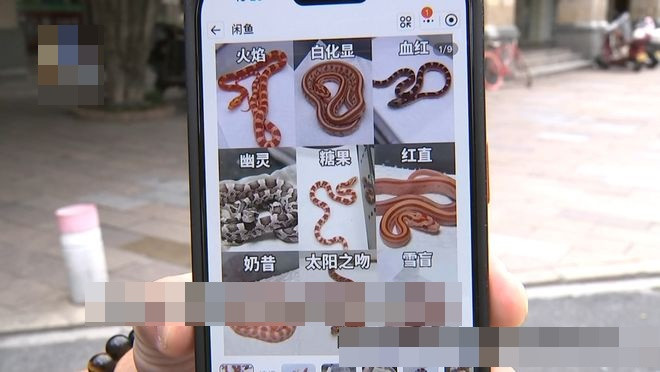 Thú cưng của hàng xóm bò lên giường ngủ khiến cả gia đình hoảng hốt Ảnh 2