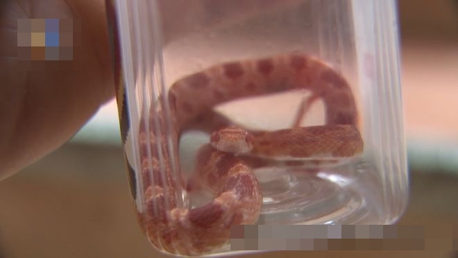 Thú cưng của hàng xóm bò lên giường ngủ khiến cả gia đình hoảng hốt Ảnh 3