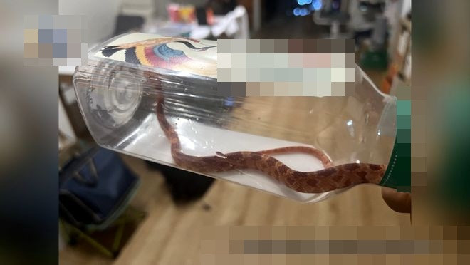 Thú cưng của hàng xóm bò lên giường ngủ khiến cả gia đình hoảng hốt Ảnh 1