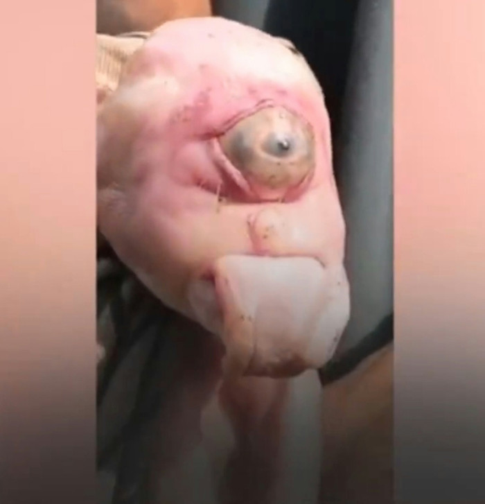 Nguồn: (X@radarafricacom)