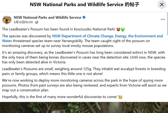 Các nhà động vật học Úc đã lắp đặt máy quay hoang dã để ghi hình loài chuột khói đang có nguy cơ tuyệt chủng, nhưng bất ngờ lại bắt gặp được loài chồn túi Leadbeater 'tiên rừng' thậm chí còn hiếm hơn. (Facebook@NSW National Parks and Wildlife Service).