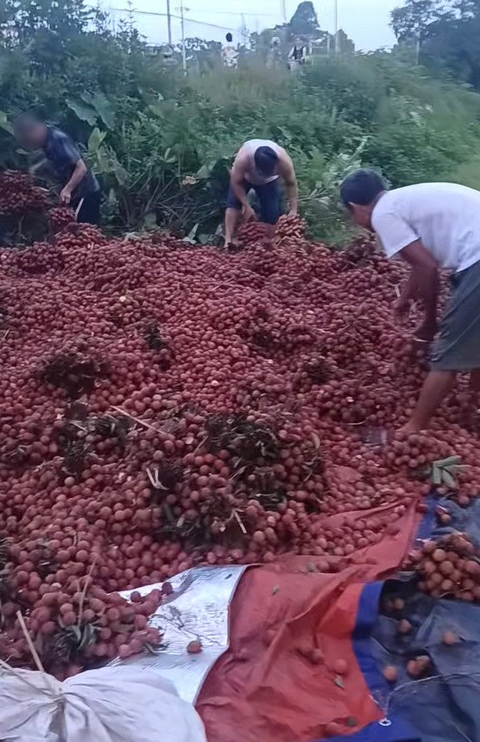 Nhiều người dân nhặt vải sau khi xe tải chở vải gặp nạn.