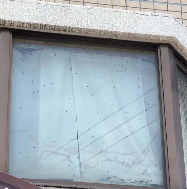 Thấy ruồi bu dày đặc trên cửa sổ căn hộ, người đàn ông phát hiện sự việc đau lòng Ảnh 1