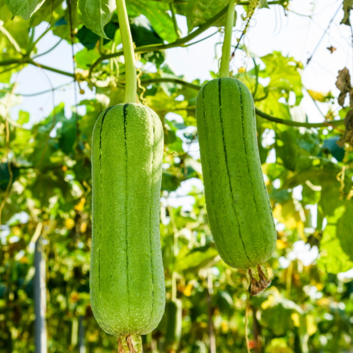 Nước giải khát từ mướp tươi: Vô cùng dinh dưỡng nhưng không phải ai cũng biết Ảnh 1