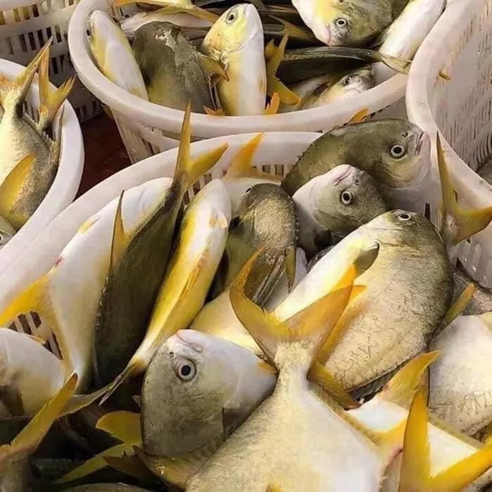 Cá chim vàng anh có màu vàng nổi bật, giống với loài chim vàng anh. (Ảnh minh họa từ Dân Việt)