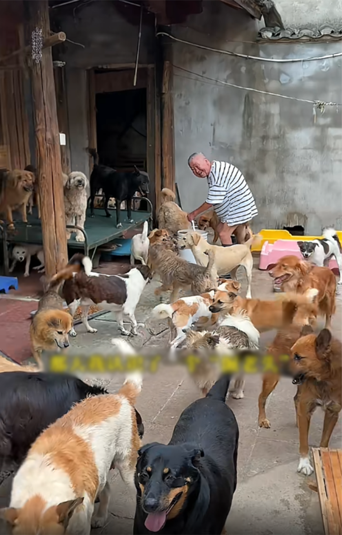 Ông cụ 1 mình nuôi hơn 300 chú chó mèo hoang nhờ vào tiền cắt tóc Ảnh 1