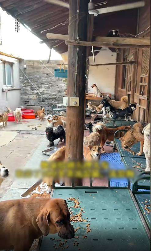 Ông cụ 1 mình nuôi hơn 300 chú chó mèo hoang nhờ vào tiền cắt tóc Ảnh 2