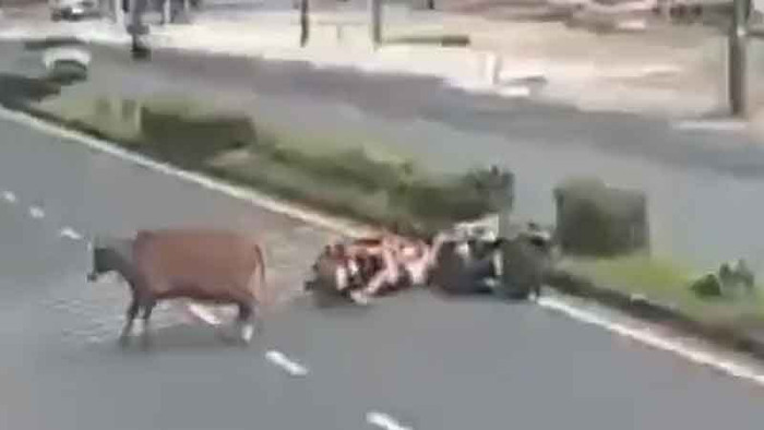 Con bò bất ngờ lao qua đường, húc ngã 2 người đi xe máy gây xôn xao Ảnh 2