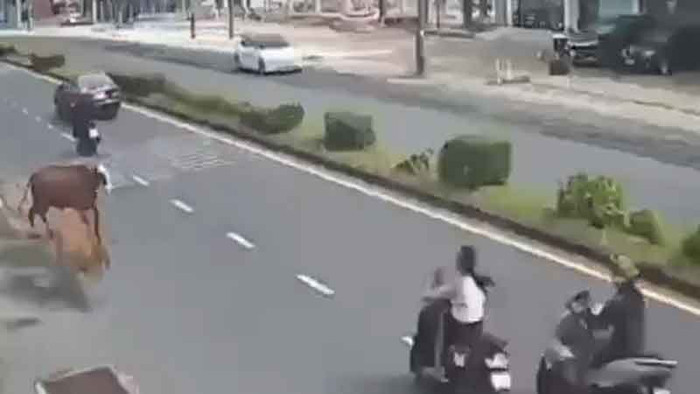 Con bò bất ngờ lao qua đường, húc ngã 2 người đi xe máy gây xôn xao Ảnh 1