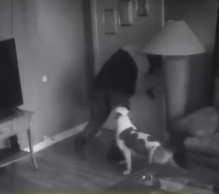 Trộm đột nhập, cô gái thoát chết trong gang tấc nhờ chú chó đã làm điều này Ảnh 3