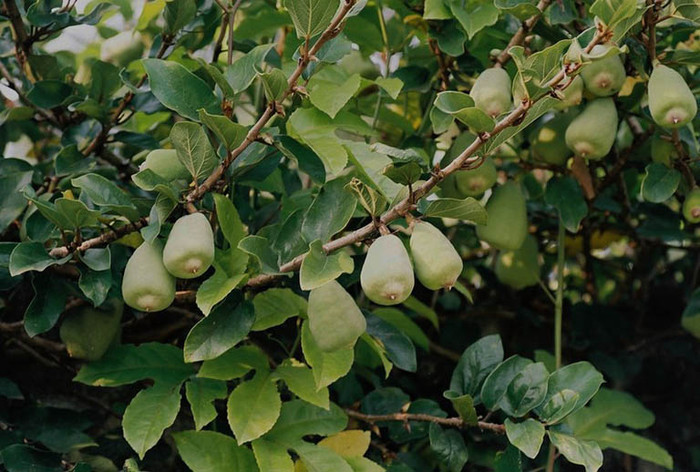 Loại cây ở Việt Nam nhưng sang nước ngoài lại là dược liệu quý.